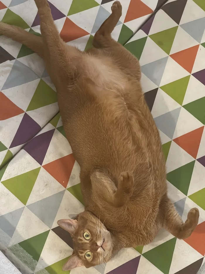 On vacation! - My, cat, Abyssinian cat