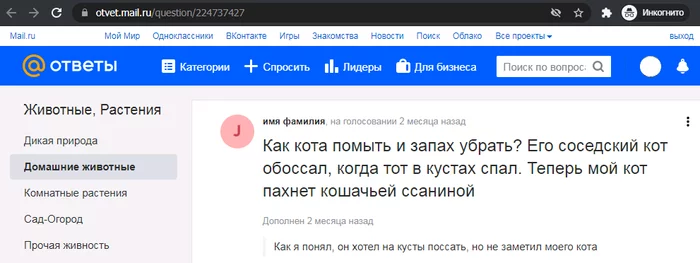 cat case - Mailru answers, Screenshot, cat, Humor