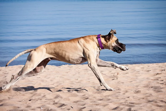 Let's swim! - My, Dog, Great Dane, Beach season