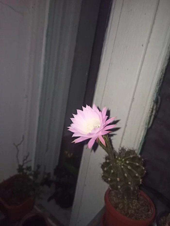 cacti bloom - My, Cactus, Night, beauty, Bloom, Longpost