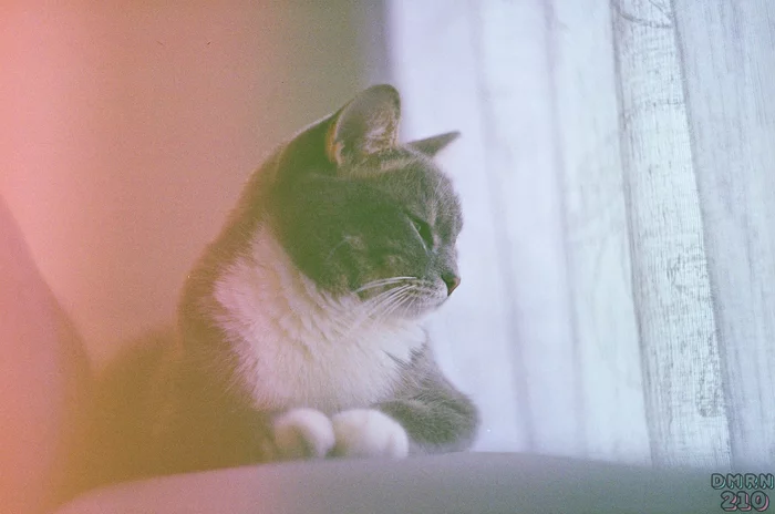 Soya the cat - My, Film, camera roll, cat, Kodak