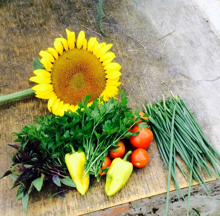 Last year's harvest - My, Vegetables, Harvest, Garden, Nature, Still life, Parents, Gardening