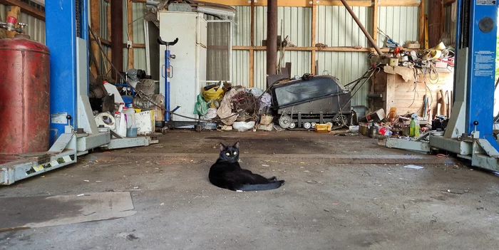 Cat Yasha and his garage - My, cat, Black cat, Garage, Lies, Heat, Master, Mess, Green eyes, , Gas bottle, Land