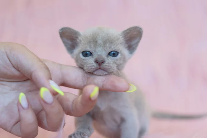 Lilac baby - My, cat, Burmese, Kittens