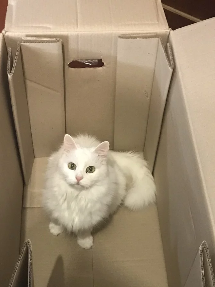 Cat - My, cat, Box