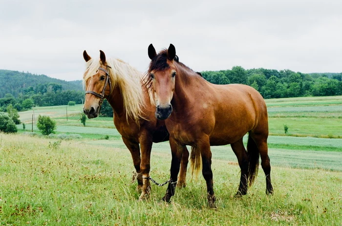 Girlfriends on a walk - My, camera roll, The film did not die, Horses, Nature, Village, Summer, Kodak, Nikon, , The photo