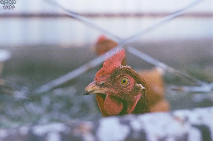 bird's eye - My, camera roll, Film, Hen, Kodak, I want criticism