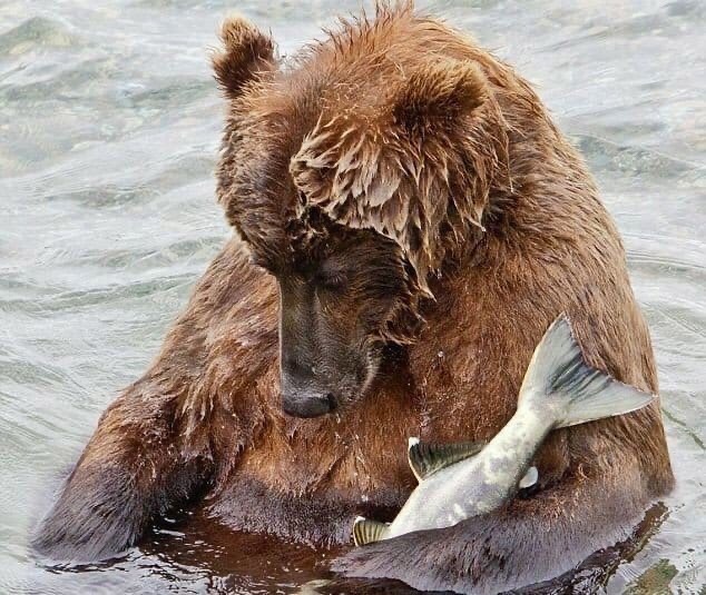 After a hearty lunch... - The Bears, Fishing, The photo, wildlife