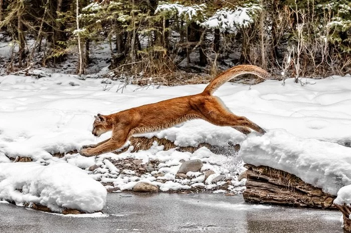 Overclocking is for wimps: High Jump Wildlife Champions - Wild animals, Insects, Puma, Dolphin, Interesting, Bounce, Longpost, GIF