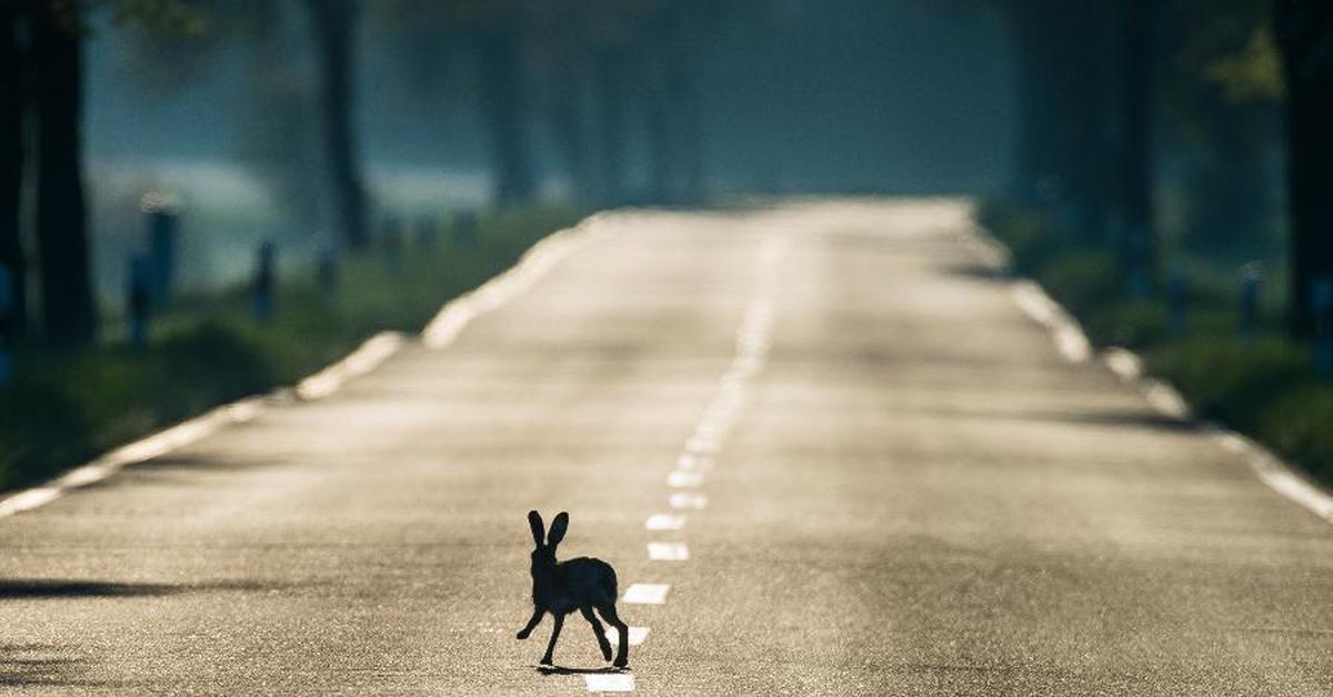 Заяц через дорогу
