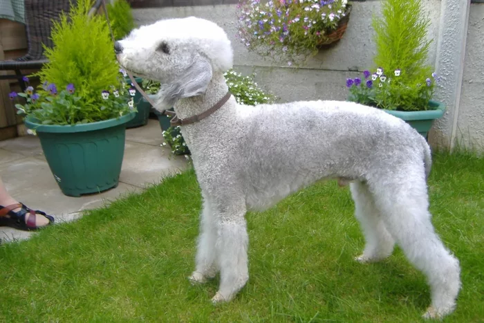 Bedlington Terrier: Rat exterminator in the mines. A rare breed with a narrow specialization - Dog, Animals, Bedlington Terrier, Animal book, Yandex Zen, Longpost