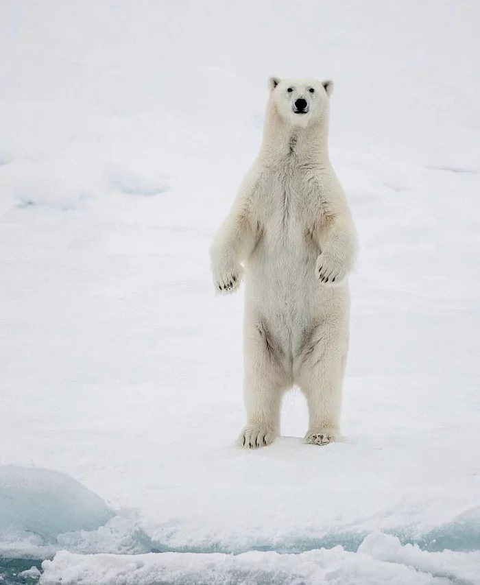 Well, hello! - Polar bear, Milota, Wild animals, Predator, Snow, Ice, Hello bear