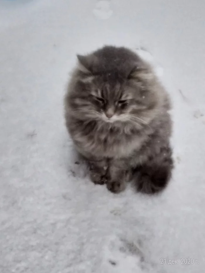 Silence in the snow - My, cat, Kittens, Fat cats, Photo on sneaker, Black and white photo