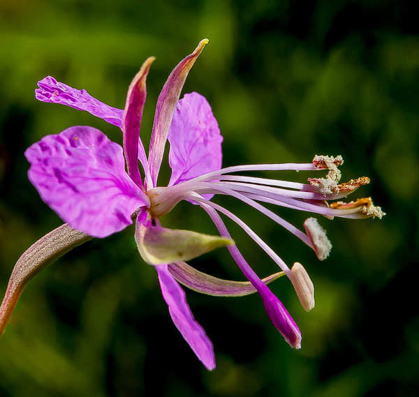 Wildflowers - My, Wildflowers, Snail, The photo, Longpost