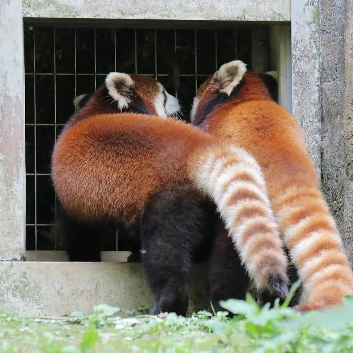 Yes, listen to me now! - Red panda, Milota, Wild animals, The photo, Tail