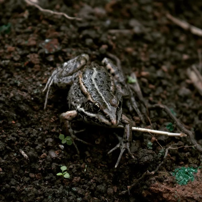 Frog - My, Frogs, Nature, The photo, Walk