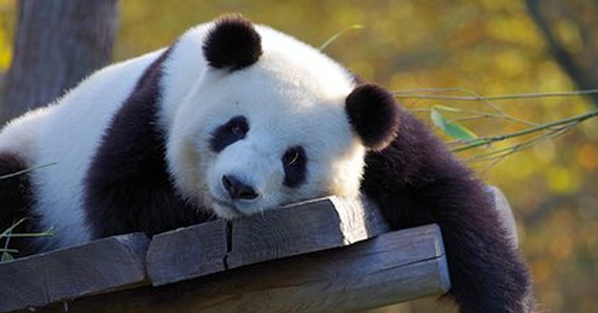 Панда детеныш москва. Детёныш панды в Московском зоопарке. Медведь Панда. Большая Панда. Обои на рабочий стол Панда.