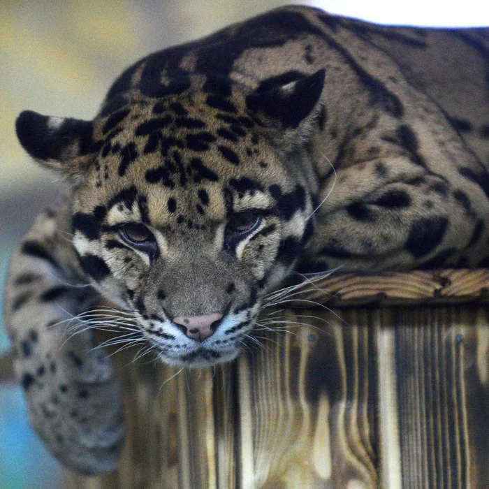 IVF for clouded leopards proposed to be used in the Novosibirsk Zoo - Clouded leopard, Big cats, Cat family, Wild animals, Novosibirsk Zoo, Interesting, Reproduction, Relationship problems, Longpost