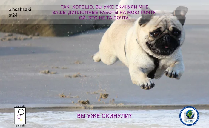 The students dropped their theses, but - My, University, University, Teacher, Students, Thesis, Email, Error, Problem, , Надежда, Animals, Dog, Memes, Humor, Professional humor, Picture with text