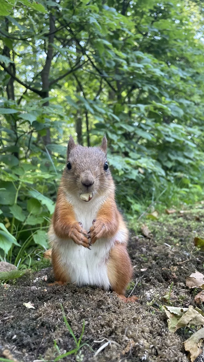 Roadside Picnic - My, Squirrel, Animals, Video, Longpost, Wild animals, Milota, Fluffy