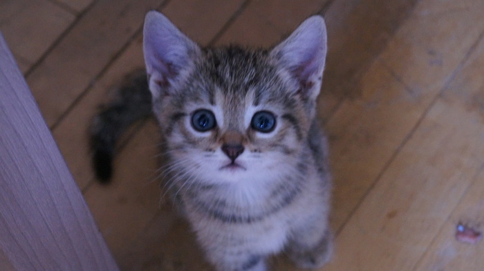    -, ,   ,  , 