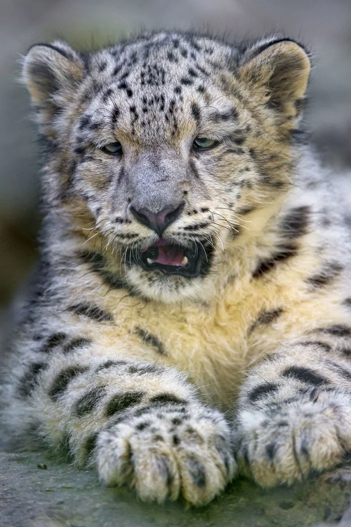Snow leopard family - Snow Leopard, Cat family, Big cats, Animals, Zoo, The photo, Longpost, Predator