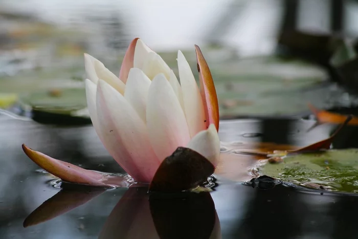 white water lily - My, Yalta, I want criticism, Water lily, Flowers, Top
