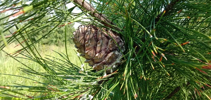 Cedar - My, Cedar, Pine nuts, Cones, The photo
