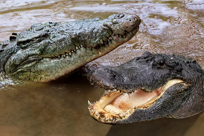 How a crocodile differs from an alligator: some interesting differences between dominant predators - Animals, Crocodiles, Alligator, Yandex Zen, Longpost, Differences, Informative