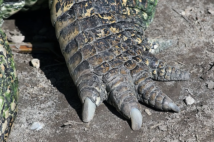 Чем отличается крокодил от аллигатора и каймана фото и описание