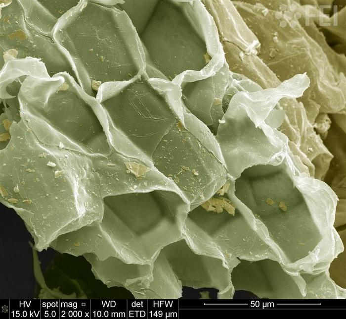 Солодовый ячмень