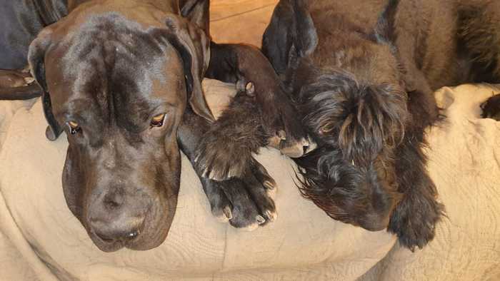 Dog idyll - My, Dog, Great Dane, Giant schnauzer, Pets