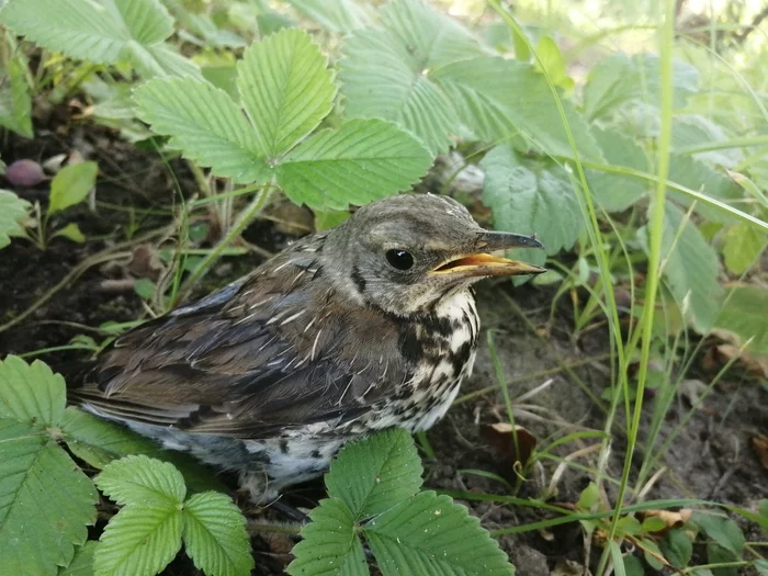 Thrush like - My, Birds, Disease, Longpost