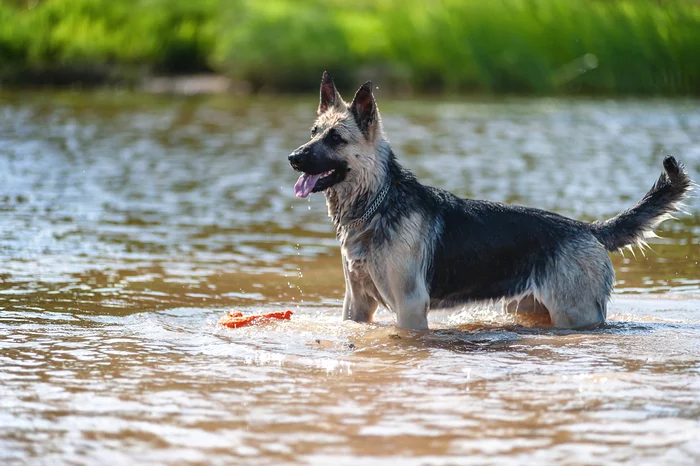 Guerra - My, The photo, East European Shepherd, Sheepdog, Dog, Summer, Volga river, Longpost