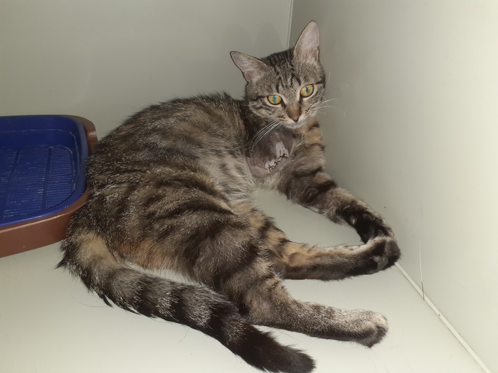 Коту-инвалиду Гаврюше нужен дом!