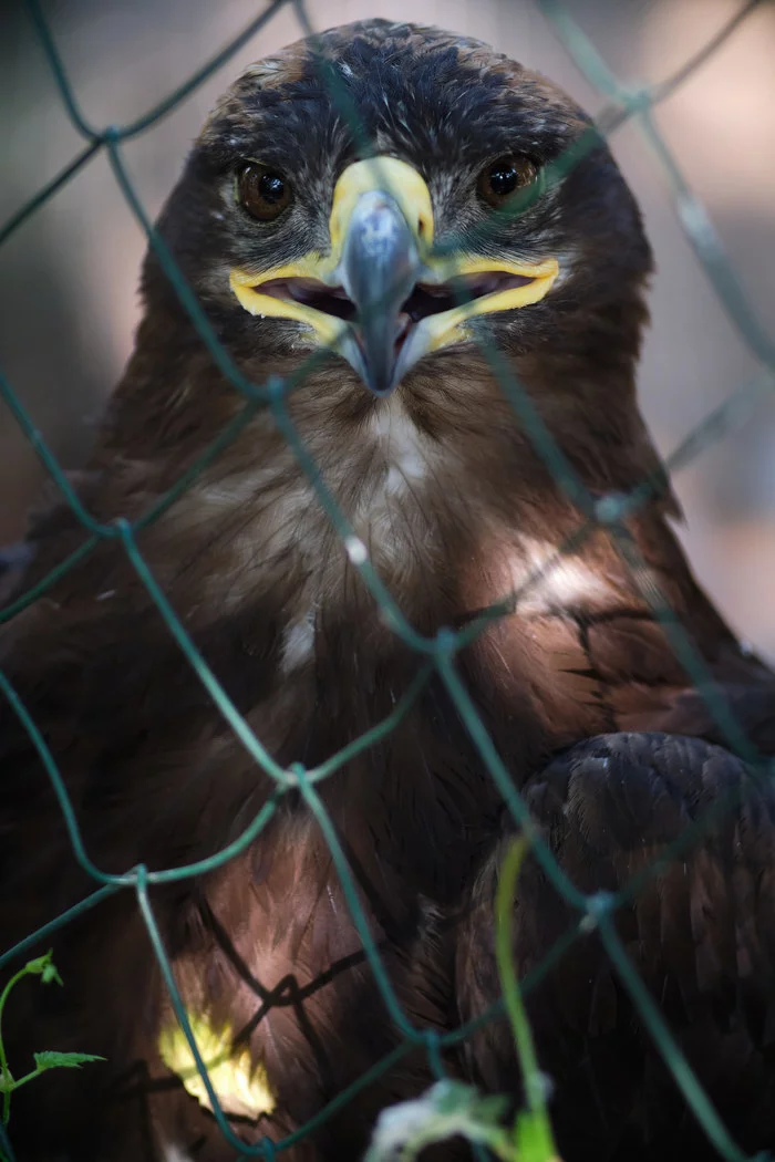 Caged bird - My, The photo, Birds, Zoo, Eagle, Jupiter 21M