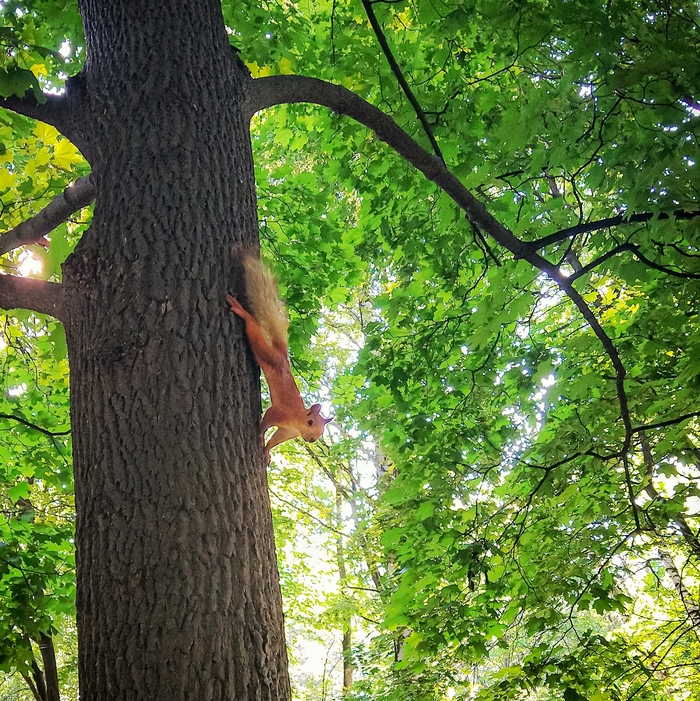 Белок много не бывает