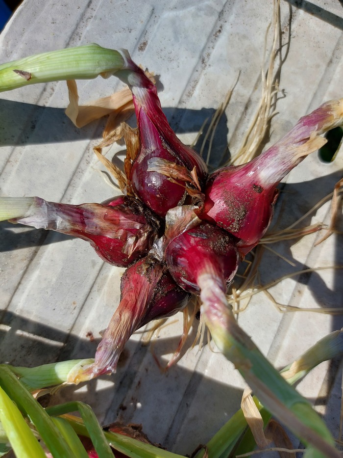 Дачники, помогите определить что за лук