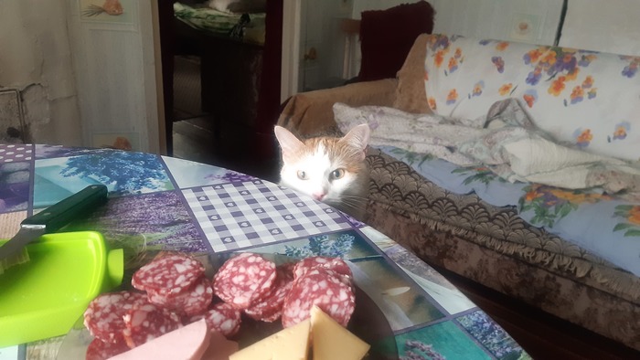 ����� ���� ��� �������