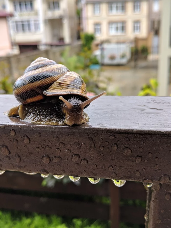 Just a photo - My, Photo on sneaker, Mobile photography, Snail