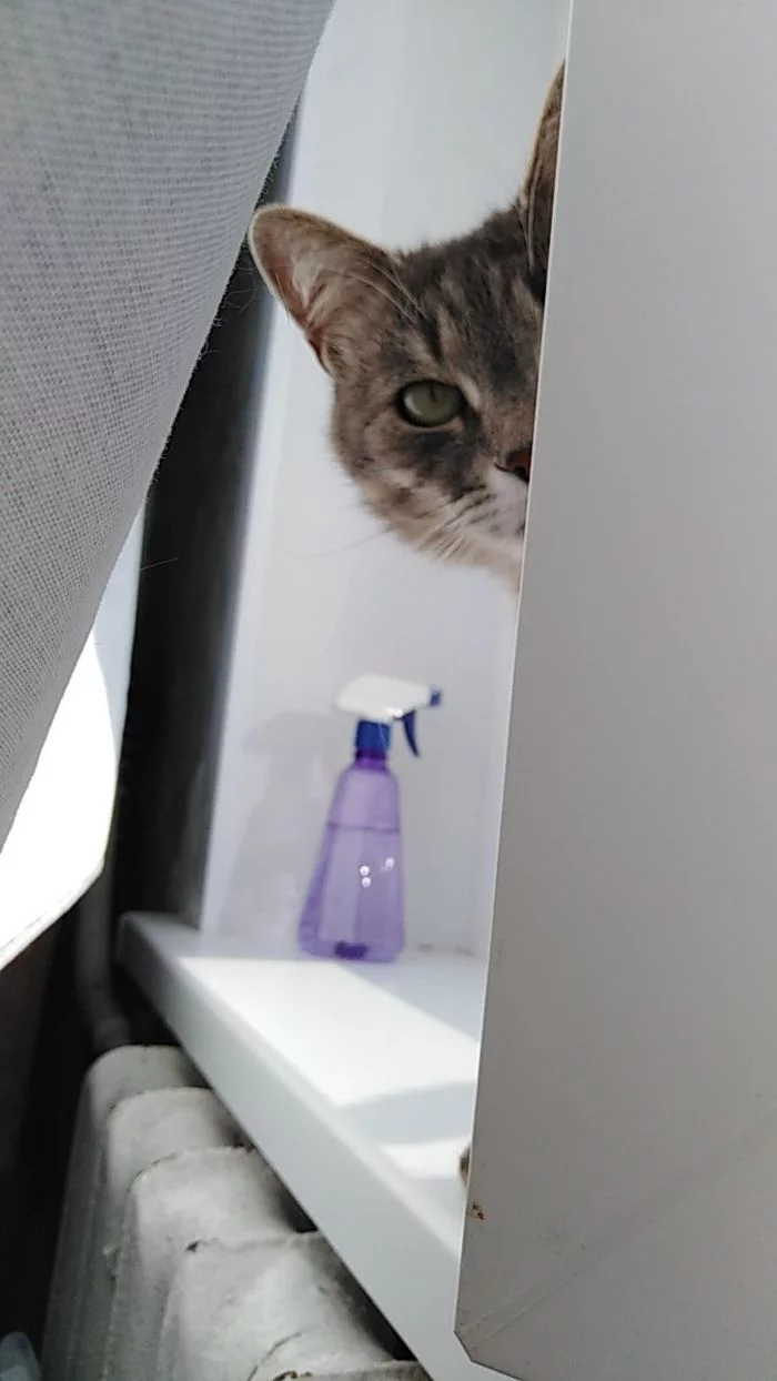 Peeping - My, cat, Milota, Pets