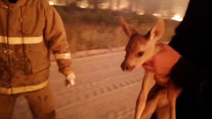 Firefighters rescued a deer from a fire in the Chelyabinsk region - Fawn, Animal Rescue, Wild animals, Chelyabinsk region, Ministry of Emergency Situations, Forest fires, Video