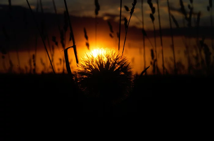 Sunset - My, Sunset, Dandelion, Field, Longpost