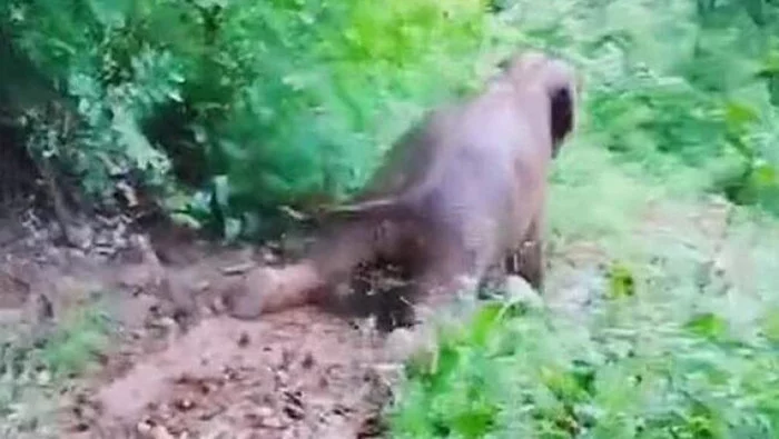 In China, a baby elephant made an attraction on a slope - Elephants, Baby elephant, Wild animals, Interesting, China, Reserves and sanctuaries, Positive, Video, Longpost