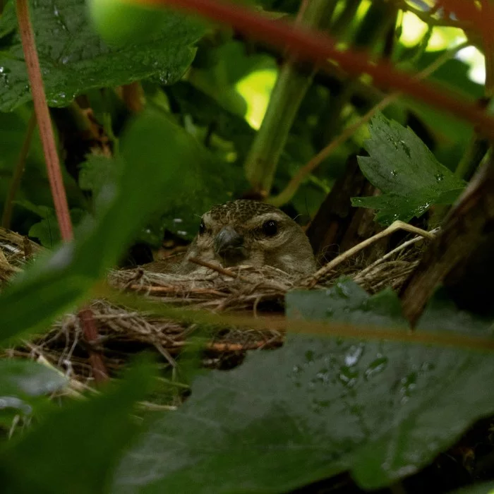 Waiting for a miracle - My, Nature, Birds, The photo, Forest, Nest