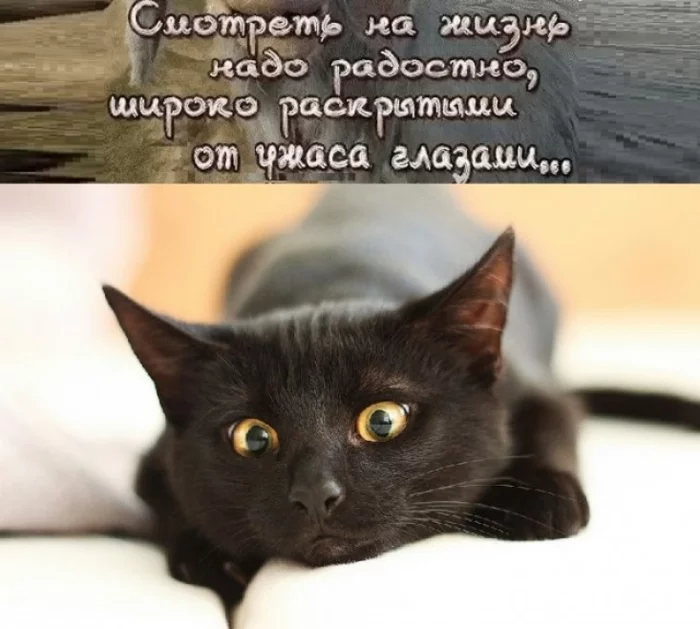 Life - Picture with text, From the network, Humor, cat