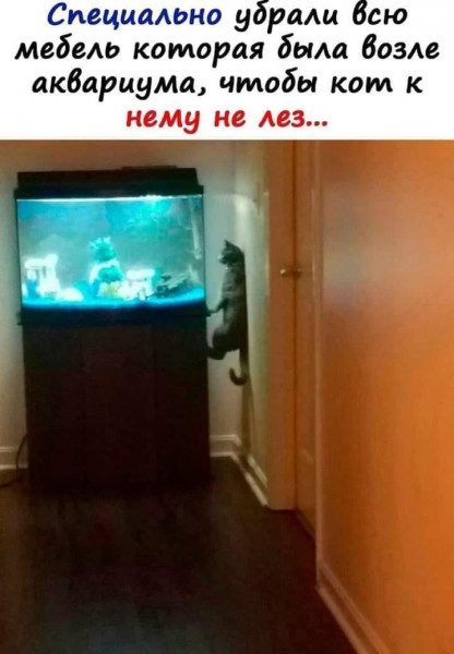 There are no barriers... - cat, Aquarium, Picture with text