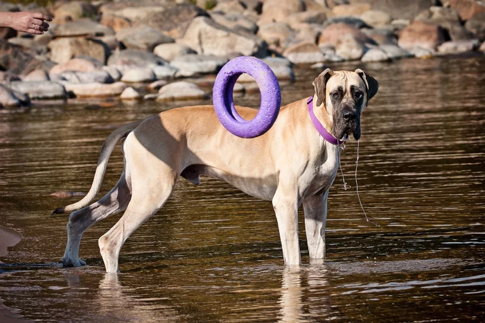 Indifference - My, Great Dane, Dog, Bathing