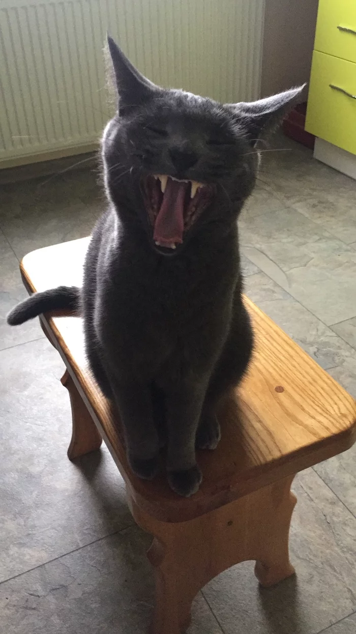 Meow! - My, Yawn, Russian blue, cat
