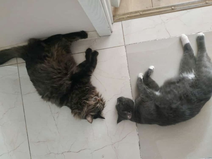 Ответ на пост «Тренировка перед соревнованиями по синхронному сну»